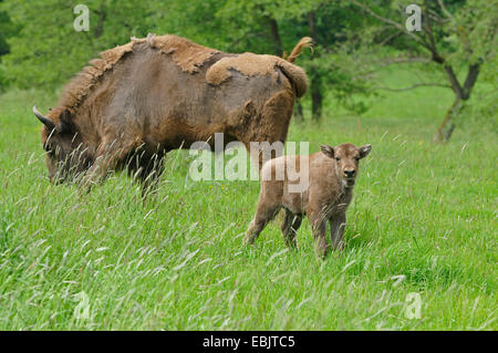 Europäische Bison, Wisent (Bison Bonasus), Wisent Kuh mit ihrem Kalb stehend, hohes Gras, Deutschland Stockfoto