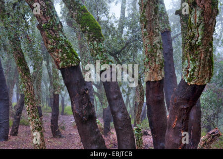 Kork-Eiche (Quercus Suber), geschälte Baumstämme, Marokkos, Taza-Al Hoceima-Taounate, Tazekka Nationalpark Stockfoto