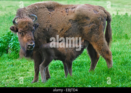 Europäische Bison, Wisent (Bison Bonasus), Wisent Kuh ihr Kalb Spanferkel Stockfoto