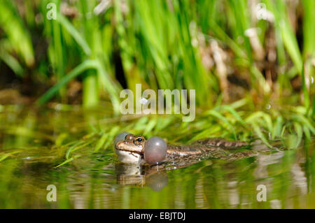 Seefrosch, Seefrosch (Rana Ridibunda, außer Ridibundus), Schwimmen im Wasser mit vocal Säcke, Deutschland Stockfoto