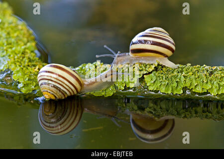 White-Lippe Gardensnail, Weiß-Lippige Schnecke, Garten-Schnecke, kleiner gebändert Schnecke (Bänderschnecken Hortensis), kriechend entlang eines Zweiges liegen im Wasser, Deutschland, Schleswig-Holstein Stockfoto