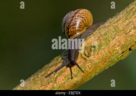 Braun Garten Schnecke, braune Gardensnail, gemeinsamer Garten Schnecke, Europäische braune Schnecke (Helix Aspersa, Cornu Aspersum Cryptomphalus Aspersus), kriechend entlang eines Zweiges, Deutschland, Schleswig-Holstein Stockfoto