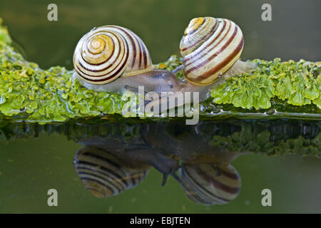 White-Lippe Gardensnail, Weiß-Lippige Schnecke, Garten-Schnecke, kleiner gebändert Schnecke (Bänderschnecken Hortensis), kriechend entlang eines Zweiges liegen im Wasser, Deutschland, Schleswig-Holstein Stockfoto