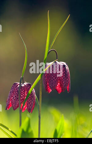 gemeinsamen Fritillary, Schlange-Kopf Fritillaria (Fritillaria Meleagris), blühen auf einer Wiese bei Gegenlicht, Deutschland, Rheinland-Pfalz Stockfoto