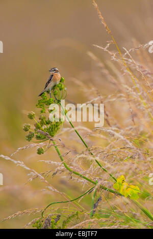 Braunkehlchen (Saxicola Rubetra), sitzt auf einem Doldengewächse, Deutschland, Nordrhein-Westfalen Stockfoto