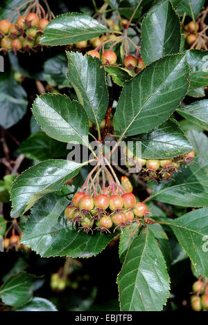 Cockspur Weißdorn (Crataegus Crus-Galli), mit Früchten Stockfoto