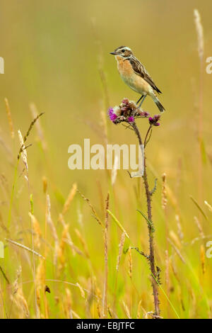 Braunkehlchen (Saxicola Rubetra), sitzend auf der Blüte einer Distel, Deutschland, Nordrhein-Westfalen Stockfoto