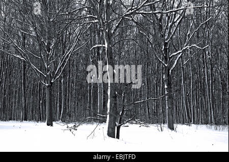 verschneite Laubwald im Winter, Deutschland Stockfoto