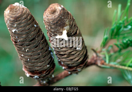 Europäische Tanne (Abies Alba), Reife Zapfen in einer Filiale, Deutschland Stockfoto