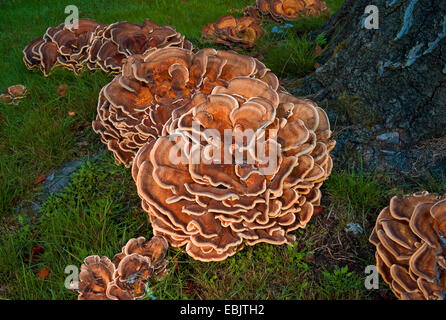 Gruppe von Baum Pilze auf Baumwurzeln eines Toten Baumes, Deutschland Stockfoto