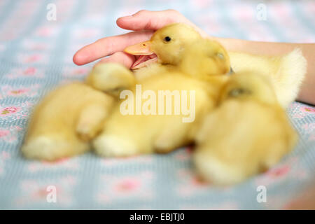 Abocat Ranger, Peking Ente (Anas Platyrhynchos F. Domestica), Ente Küken miteinander kuscheln Stockfoto