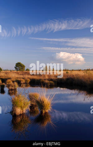 Moor-Teich in Moorlandschaft, Deutschland, Niedersachsen, Rehdener Geestmoor, Diepholzer Moorniederung Stockfoto