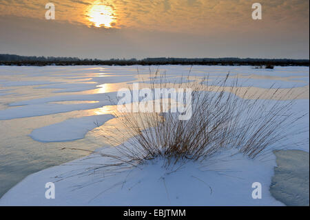 gefrorenen Moor Teich, Deutschland, Sachsen, Goldenstedter Moor, Diepholzer Moorniederung zu senken Stockfoto