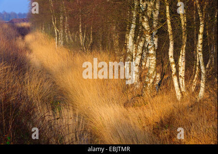 Birke (Betula spec.), Rand der Birke Groove, Deutschland, Niedersachsen, Goldenstedter Moor, Diepholzer Moorniederung Stockfoto