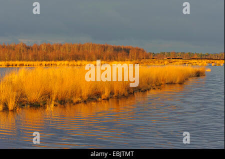 Moor Teich im Abendlicht, Deutschland, Niedersachsen, Goldenstedter Moor, Diepholzer Moorniederung Stockfoto