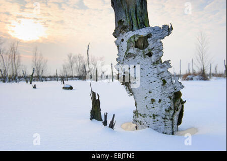 toter Baum im winterlichen Moor, Deutschland, Niedersachsen, Rehdener Geestmoor, Diepholzer Moorniederung Stockfoto