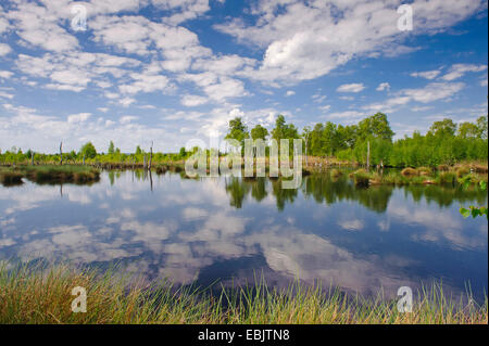 Moor-Teich, Deutschland, Niedersachsen, Diepholzer Moorniederung, Goldenstedter Moor Stockfoto