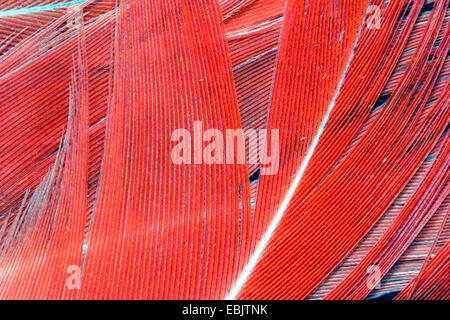 Rosaflamingo (Phoenicopterus Roseus, Phoenicopterus Ruber Roseus), Feder von größerer Flamingo, Namibia Stockfoto