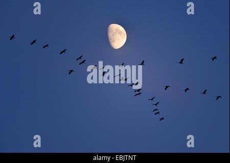 Kranich, eurasische Kranich (Grus Grus), strömen mit Mond, Deutschland, Niedersachsen Stockfoto