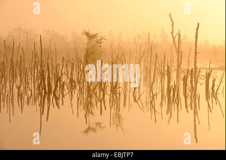 tote Bäume im Morgennebel im Sumpf Goldenstedter Moor, Niedersachsen, Deutschland Stockfoto