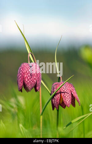 gemeinsamen Fritillary, Schlange-Kopf Fritillaria (Fritillaria Meleagris), blühen in einer Wiese, Deutschland, Rheinland-Pfalz Stockfoto