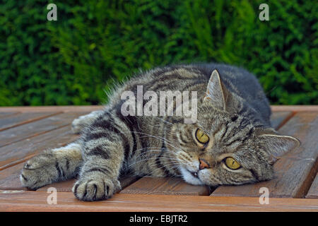 Britisch Kurzhaar (Felis Silvestris F. Catus), sieben Jahre alten Kater in black classic Tabby liegen auf einem Holztisch Garten Stockfoto