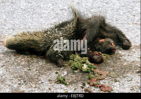 Urson (Erethizon Dorsatum), niedergeschlagen, liegend auf einer Straße Stockfoto