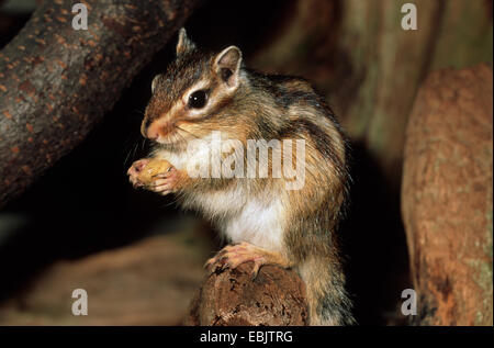 Sibirische Streifenhörnchen (Eutamias Sibiricus, Tamias Sibiricus), sitzt auf einem Ast Essen in den Pfoten hält Stockfoto