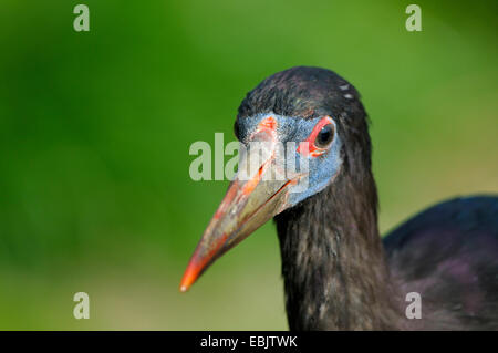 Die Abdim Storch (Ciconia Abdimii), Porträt Stockfoto