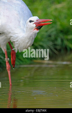 Weißstorch (Ciconia Ciconia), stehend im Wasser trinken, Deutschland Stockfoto