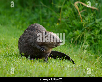 Eurasische Biber, europäische Biber (Castor Fiber), sitzen auf einer Wiese, Deutschland, Baden-Württemberg Stockfoto