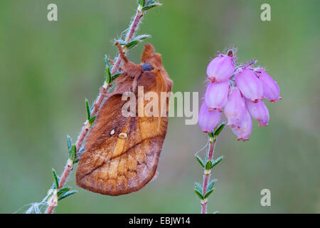 Der Trinker (Philudoria Potatoria, Euthrix Potatoria), bei Erica Tetralix, Deutschland, Schleswig-Holstein Stockfoto