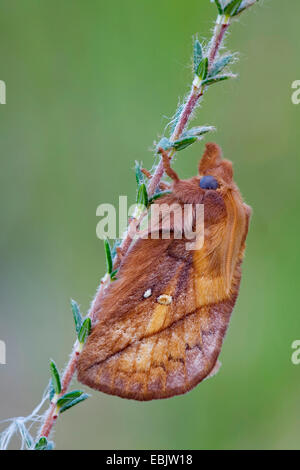 Der Trinker (Philudoria Potatoria, Euthrix Potatoria), bei Erica Tetralix, Deutschland, Schleswig-Holstein Stockfoto