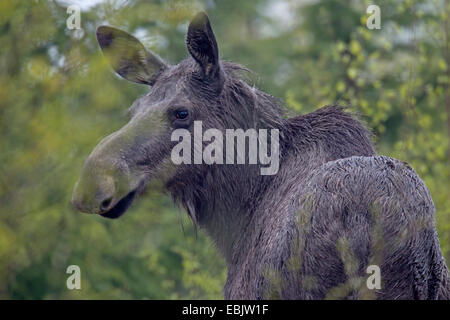 Elch, Europäischen Elch (Alces Alces Alces), Doe, Schweden Stockfoto