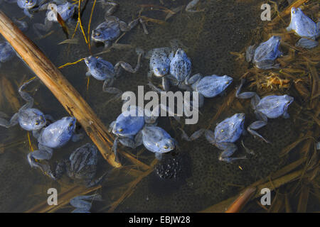 Moor-Frosch (Rana Arvalis), mehrere Männchen in der Paarung Färbung sitzen an der Oberfläche eines Teiches auf Spawn Stockfoto