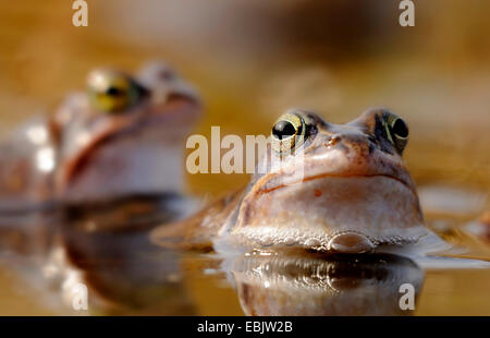 Frosch (Rana Arvalis) festmachen, zwei Frösche sitzen im seichten Wasser des Teiches, Deutschland Stockfoto