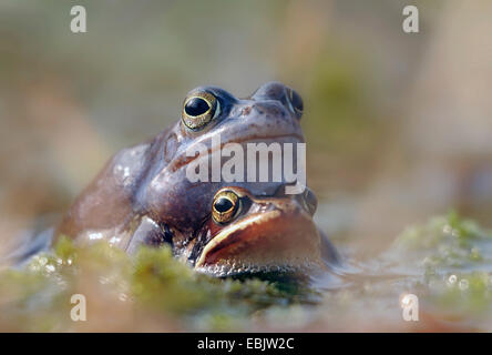 Moor-Frosch (Rana Arvalis), drückte paar (Amplexus) an einem Teich Oberfläche, Deutschland Stockfoto