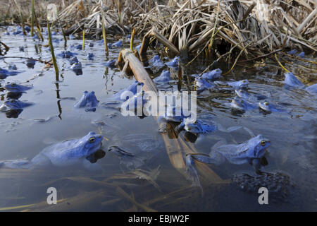 Moor-Frosch (Rana Arvalis), mehrere Männchen in der Paarung Färbung sitzen an der Oberfläche eines Teiches auf Spawn Stockfoto