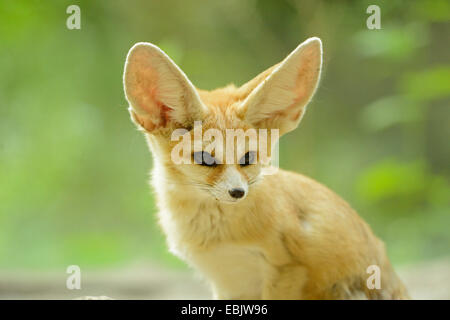 Fennec Fox (Fennecus Zerda, Vulpes Zerda), Porträt Stockfoto