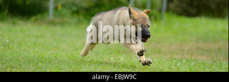 gemischte Rasse Hund (Canis Lupus F. Familiaris), Thuerner Wolfshound, trächtige läuft über eine Wiese, Deutschland Stockfoto