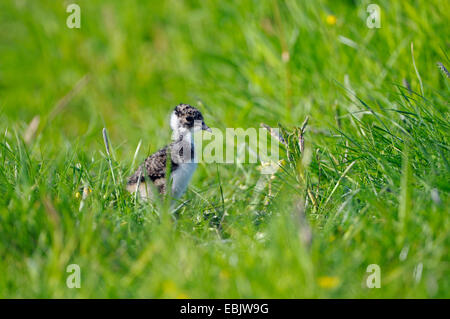 nördlichen Kiebitz (Vanellus Vanellus), Küken auf das Futter auf einer Wiese, Niederlande, Nijkerk Stockfoto