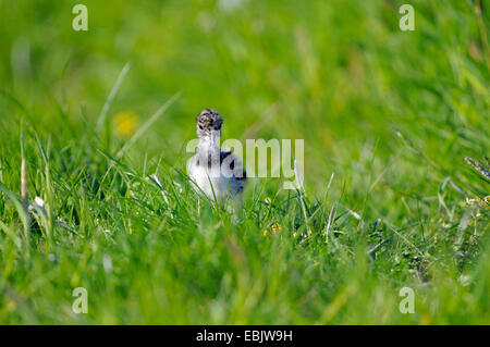 nördlichen Kiebitz (Vanellus Vanellus), Küken auf das Futter auf einer Wiese, Niederlande, Nijkerk Stockfoto