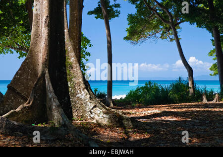 Fehler-Baum mit Strebepfeiler Wurzeln in ein Küsten-Regenwald, Indien, Andamanen, Havelock Island Stockfoto