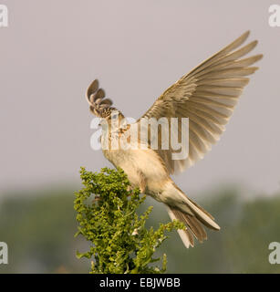 Eurasische Himmel Lerche (Alauda Arvensis), Landung auf einer Pflanze, Deutschland, Nordrhein-Westfalen Stockfoto