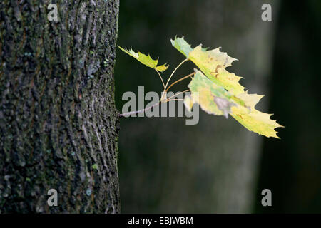 Spitz-Ahorn (Acer Platanoides), schießen Sie auf den Stamm, Deutschland Stockfoto