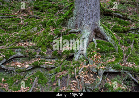 Norwegen-Fichte (Picea Abies), Baum Wurzeln, Elbsandsteingebirge, Nationalpark Sächsische Schweiz, Sachsen, Deutschland Stockfoto