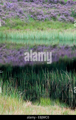 Gemeinsamen Heather, Ling, Heidekraut (Calluna Vulgaris), moor-Teich in Heide, Niederlande, Nationalpark De Meinweg Stockfoto