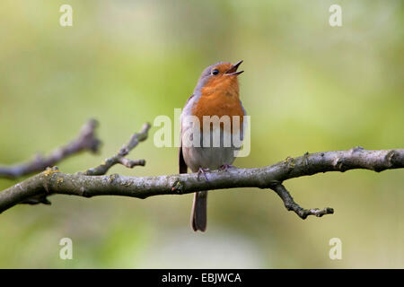 Rotkehlchen (Erithacus Rubecula), auf einem Ast sitzen und singen, Deutschland Stockfoto