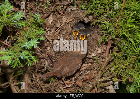 Eurasische Wren, nördlicher Wren (Troglodytes troglodytes), Fütterung von Jungtieren im Nest, Deutschland Stockfoto