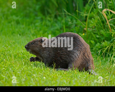 Eurasische Biber, europäische Biber (Castor Fiber), sitzen auf einer Wiese, Deutschland, Baden-Württemberg Stockfoto